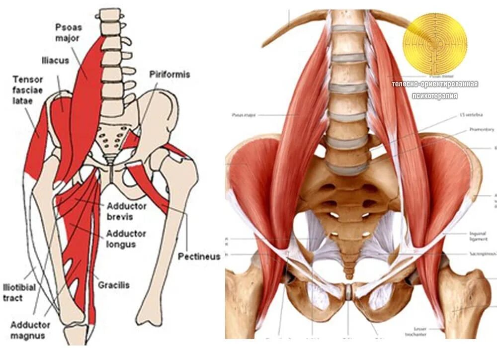 Psoas major мышца. подвздошно поясничная мышца и квадратная мышца. подвздошно-поясничная мышца анатомия. подвздошно поясничная мышца латынь. квадратная мышца поясницы иннервация.