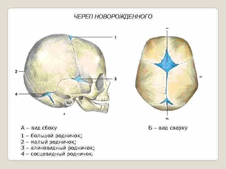 Роднички новорожденного анатомия черепа. Череп новорожденного вид сбоку и сверху. Швы черепа сбоку. Строение черепа спереди и сбоку.