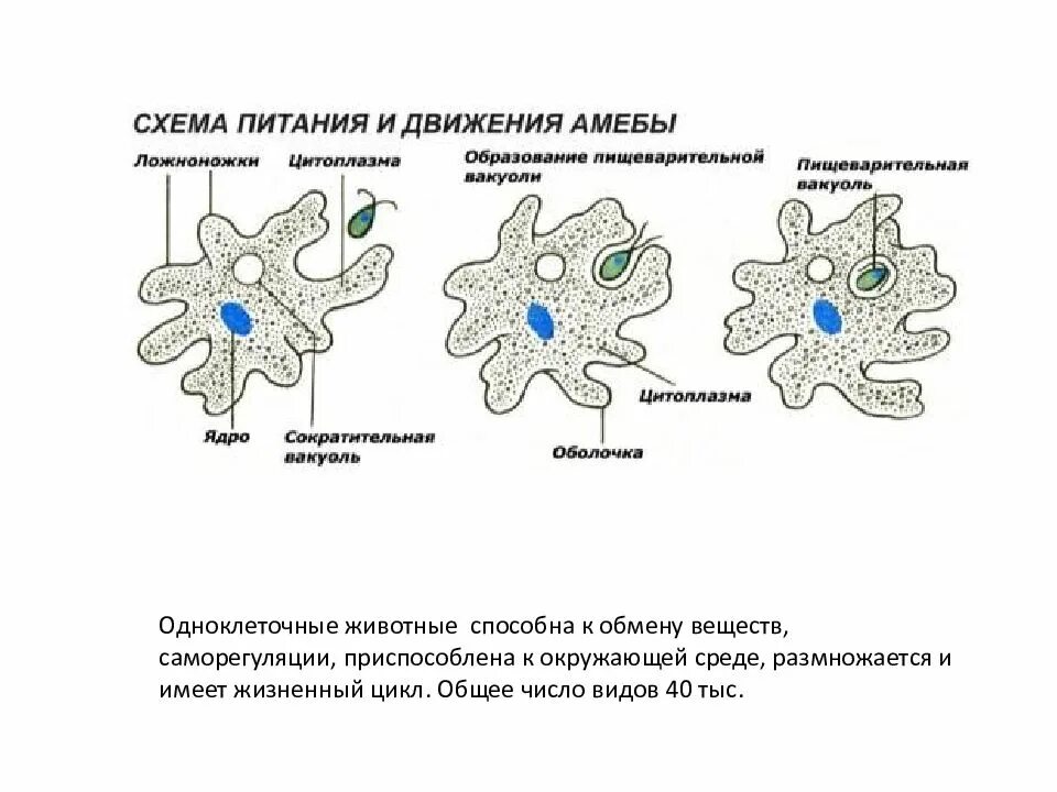 Эритроциты образуют ложноножки