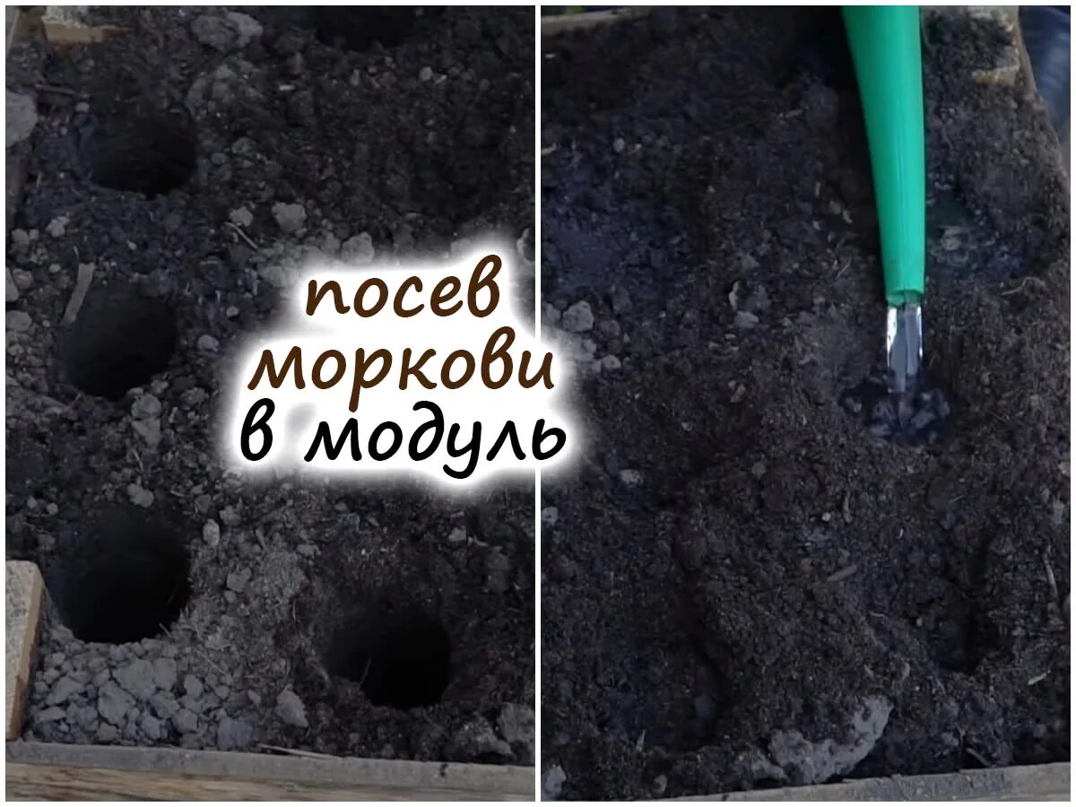 Как посадить морковь в гранулах в грунт. Что положить в лунку при посадке моркови. посев моркови в гранулах в открытый грунт весной. технология посева. морковь в гранулах посадка.