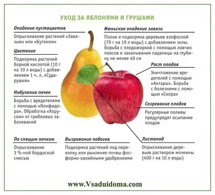 Календарь яблоня. Таблица удобрений и обработок груша яблоня. Таблица подкормки плодовых деревьев. Схема подкормки яблок. Таблица подкормки яблонь и груш.