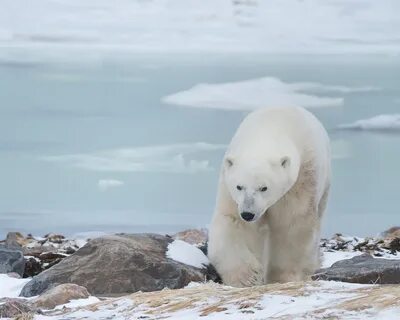 На следующей странице представлены фотографии белого медведя