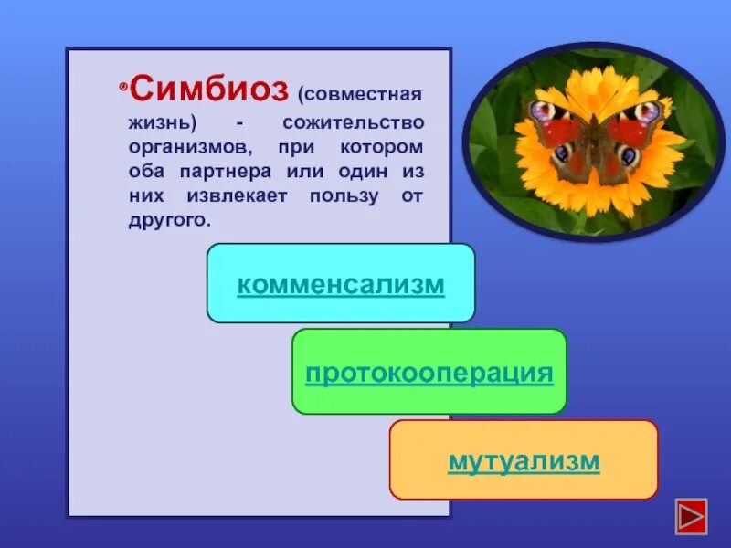 Сожительство двух организмов полезное обоим. Симбиоз это в экологии. Симбиоз это в биологии. Симбиотические взаимоотношения экология. Симбиоз примеры.