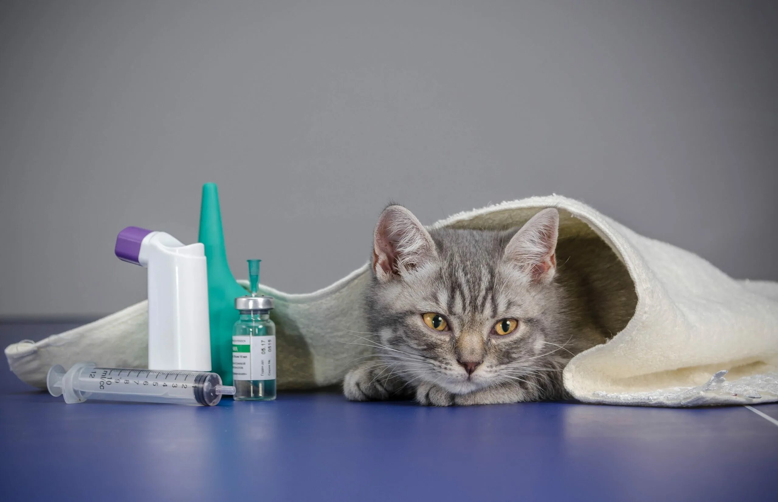 Кошка которая болела. Кот болеет. кошка заболела. больной котик.
