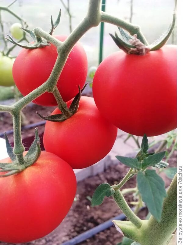 1г индет ср (седек) б/п. Томат чудо рынка. Томат чудо рынка f1 аэлита. Томат чудо рынка f1 0,05 г. Сорт чудо рынка.