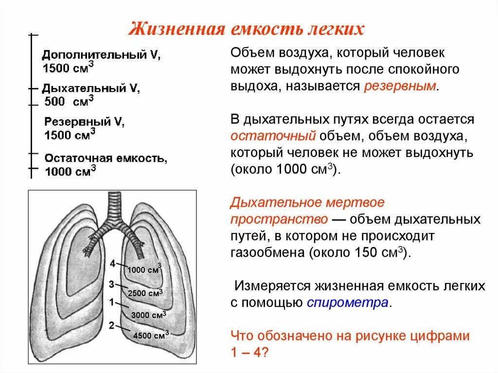 Дыхательный объем человека. Понятие о жизненной емкости легких. Органы дыхания человека жизненная емкость легких. Жизненная емкость легких жел количество воздуха которое. Жизненная емкость легких дыхательный объем.