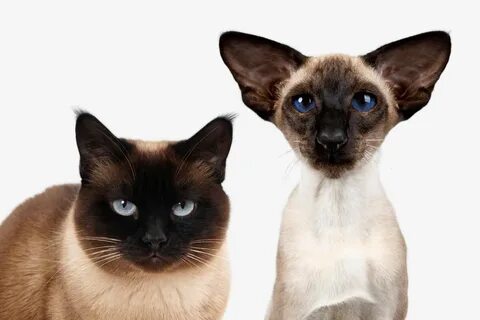 Ер адам жас әйелдің үйіне жыныстық қатынасқа түсу үшін келген.