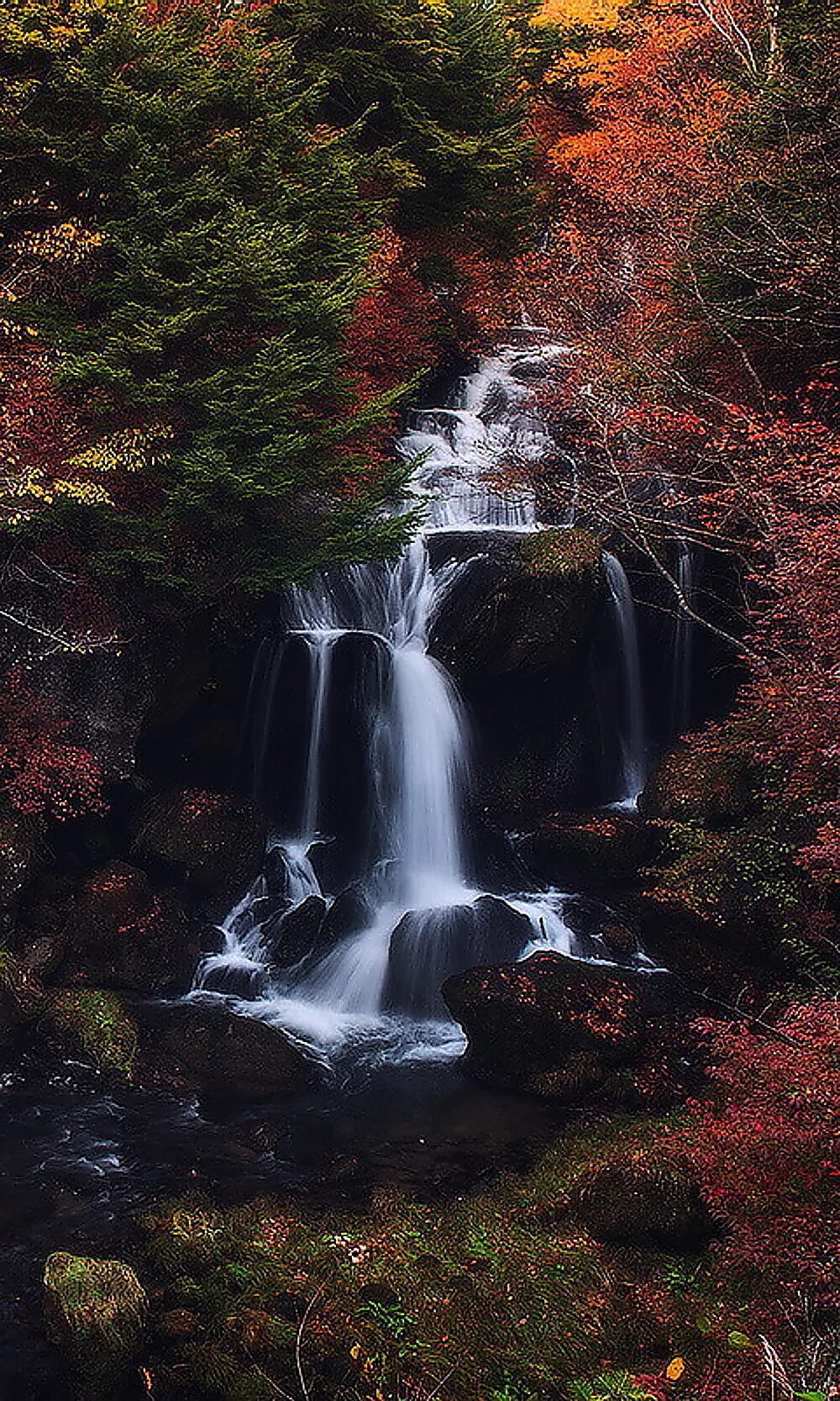 очень красивый тигр. скачивания на телефон. картинки тигров красивые. 3д обои водопад. красивые обои на телефон.