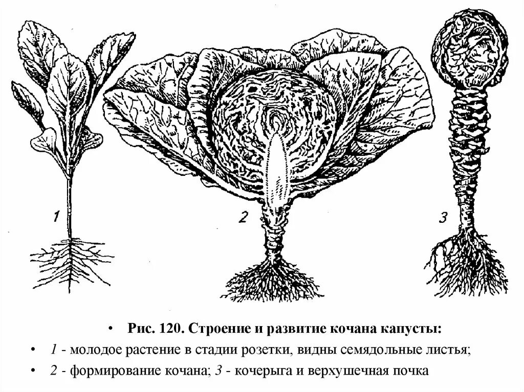 Капуста видоизмененный корень. Корневая система капусты белокочанной. Капуста белокочанная строение кочана. Капуста белокочанная строение корня. Белокочанная капуста биология строение.