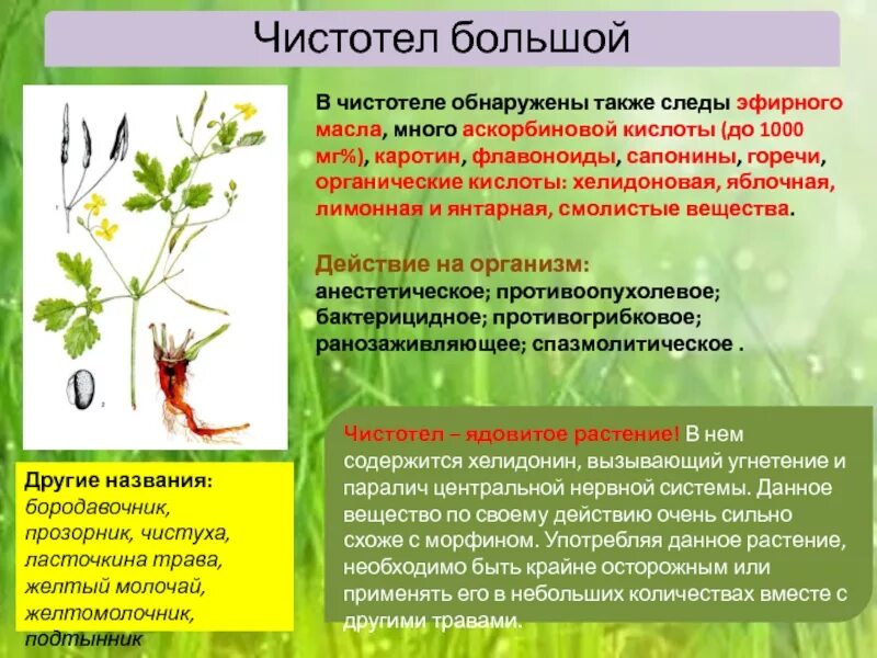 Чистотел действие. Чистотел ядовитое растение. Чистотелрвстение ядовитое. Чистотел описание растения. Чистотел жизненная форма.