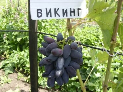 Викинг виноград описание