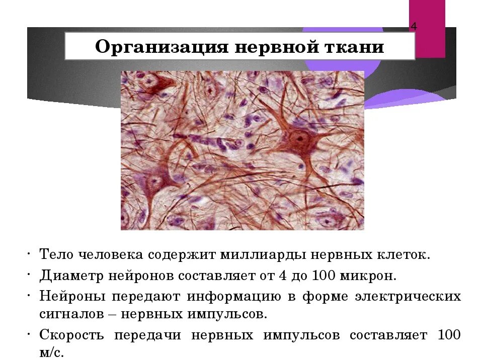 Ответы Mail.ru: Что такое нейрон? Определение и строение