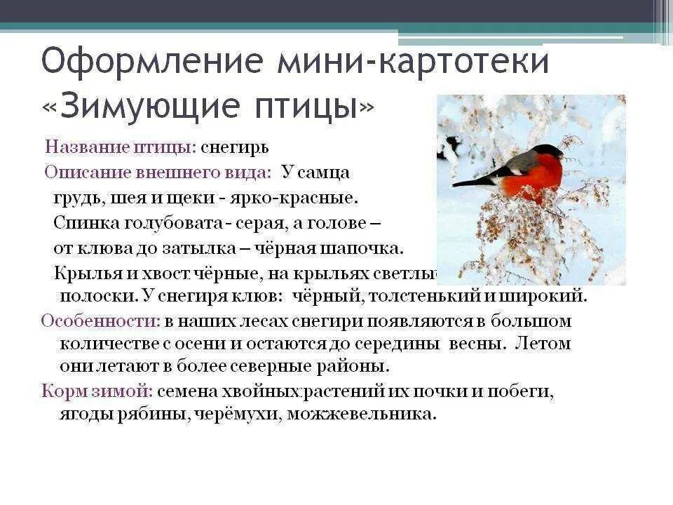 Описание птиц 1 класс. Сведения о зимующих птицах для детей. описание снегиря. зимующие птицы с описанием. рассказ о зимующих птицах.