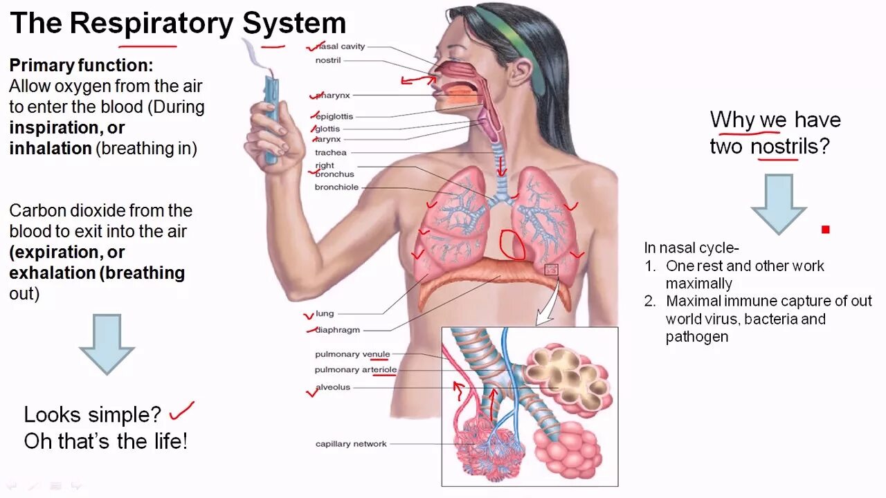 Primary system. Respiratory System Physiology. Human Respiratory System. Parts of Respiratory System. Human Respiratory System Primary.