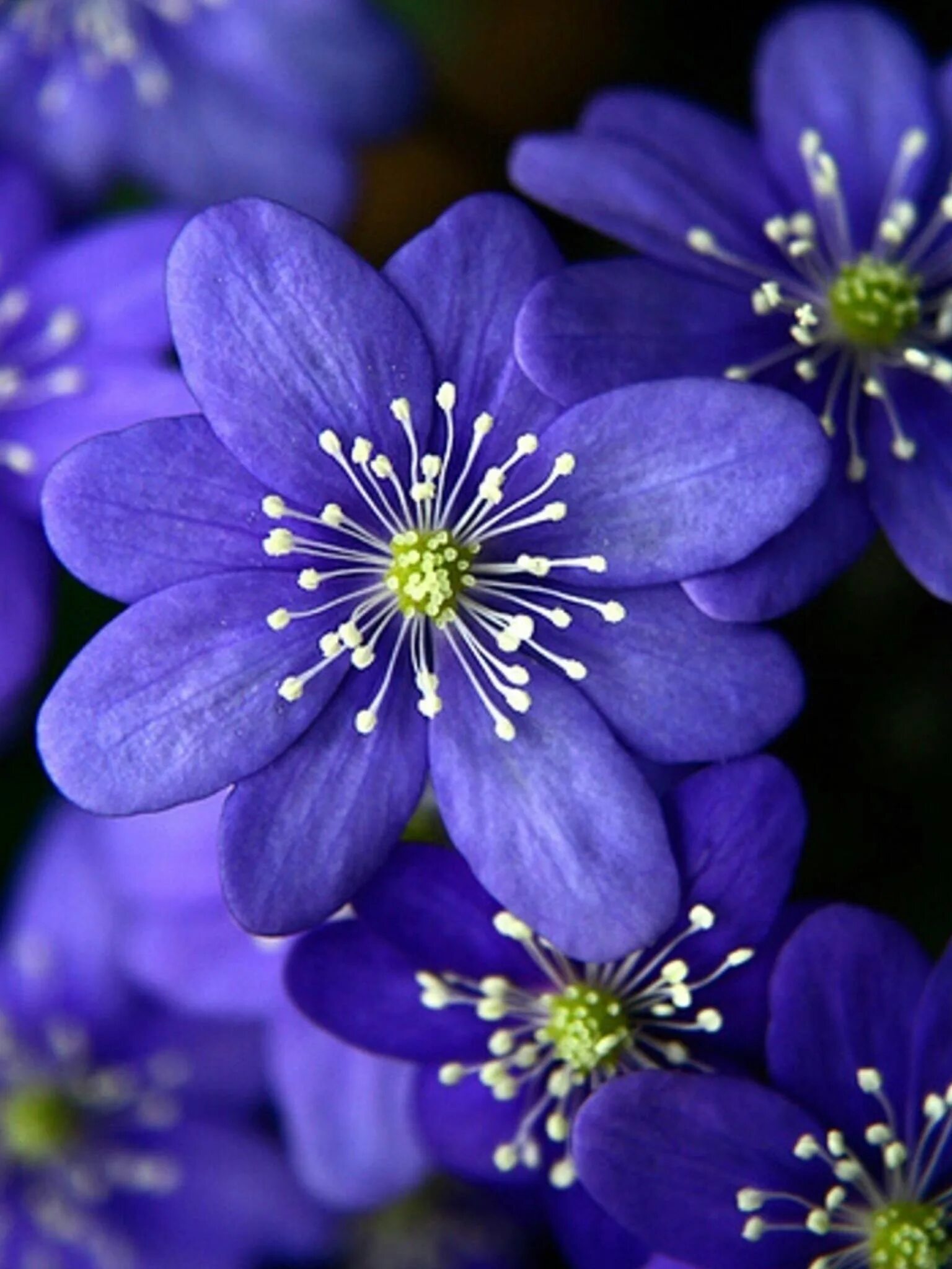 Hepatica Nobilis. Синие цветы. Цветы Сирии. Красивые цветочки. Симпатичный цветок