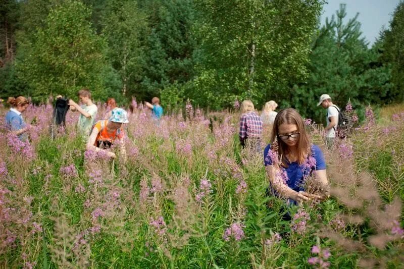 Кто проводит сбор. Сбор лекарственных растений. сбор лекарственных растений в лесу. собирание лечебных трав.