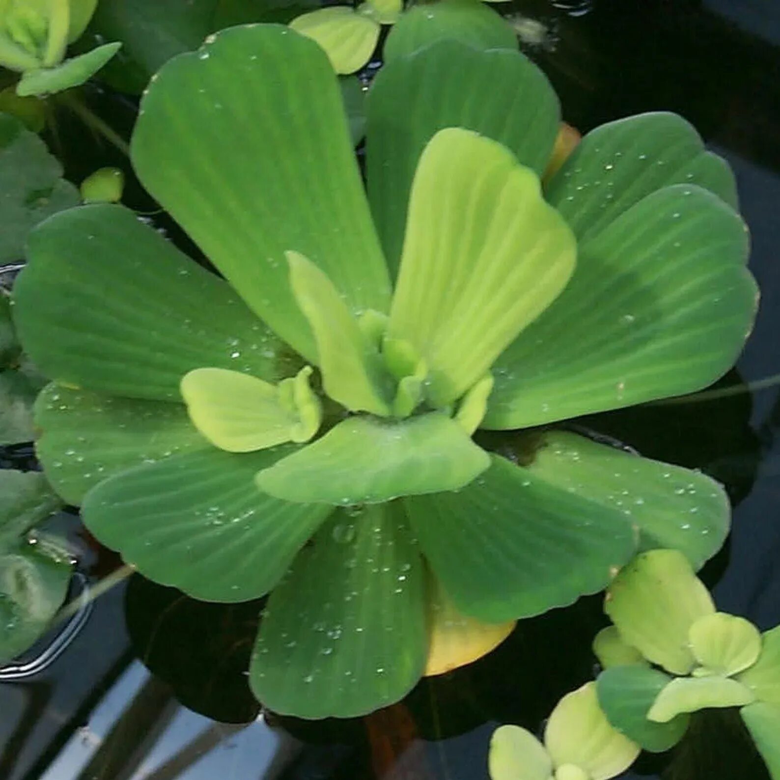Виды плавающих растений. Лимнобиум пистия. Пистия аквариумное растение. Пистия телорезовидная. Цветущая пистия.