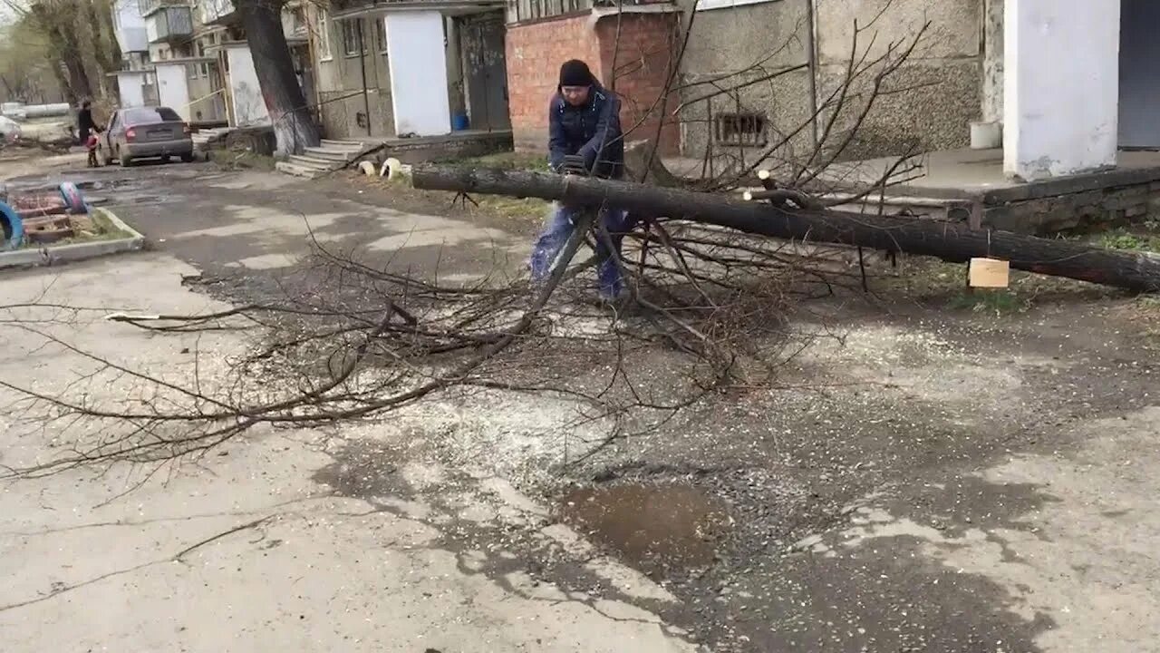 Спилили дерево с террористом. Вырубка деревьев во дворе. Срубили дерево во дворе. Спилили деревья на Майдане. Рубка дерева во дворе.