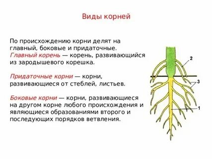 Растение 1 разбор