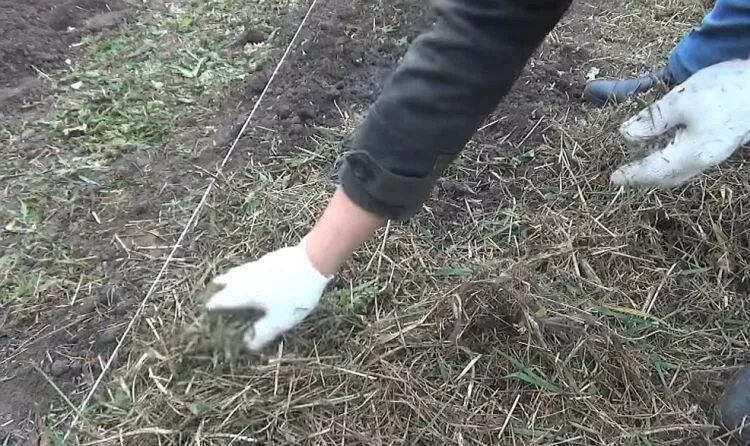 Чем укрыть лук под зиму. Мульчирование озимого чеснока. мульчирование листвой чеснок. укрытие чеснока. замульчировать чеснок на зиму.
