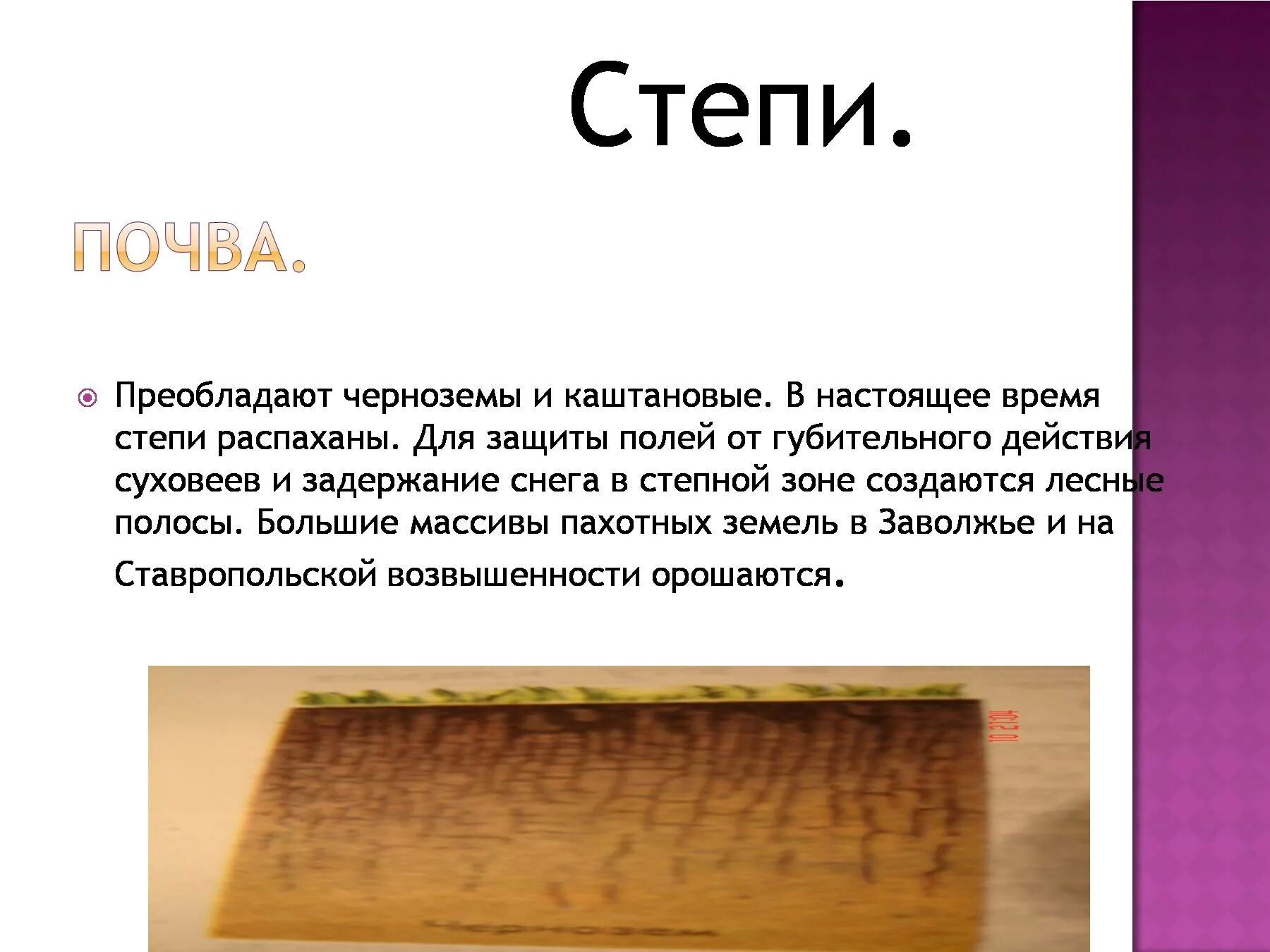Черноземы и каштановые почвы. Растения степи типчак. Ковыль, типчак, мятлик. В зоне степей преобладают. Зона степей растительный мир.