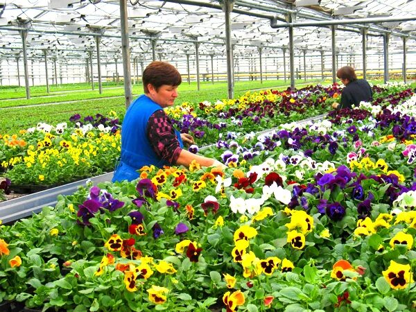 рассадная линия гидропоника. голландские теплицы. агрофирма усадьба фролы. цветочная рассада в питомнике. агрофирма теплица.