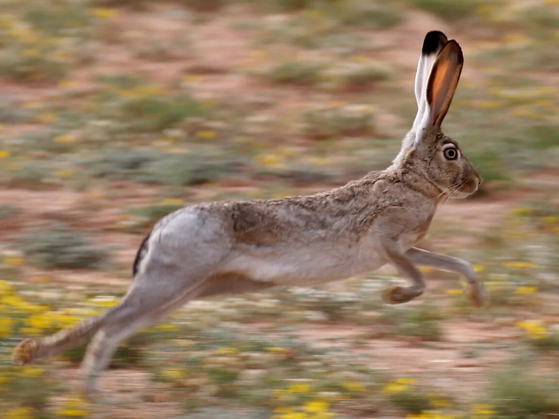 Заяц-Русак. Хвост зайца русака. Заяц бежит. Заяц прыгает.