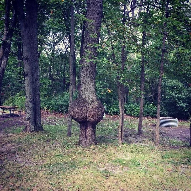 Tree 18