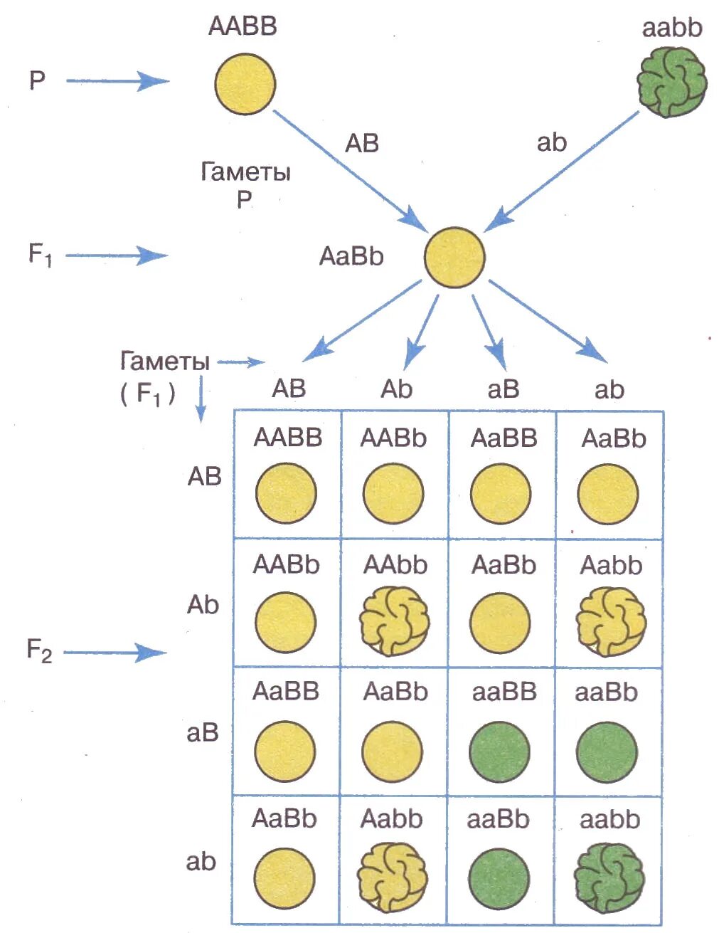 Какие гаметы образует генотип aabb. Третий закон Менделя схема скрещивания. Третий закон Грегора Менделя схема. Третий закон Менделя схема рисунок. Схема 3 закона Мендел.