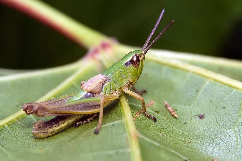 Личинка прямокрылых. Яйца прямокрылых. Личинка прямокрылых. Прямокрылые кузнечик певчий. Личинка саранчи.