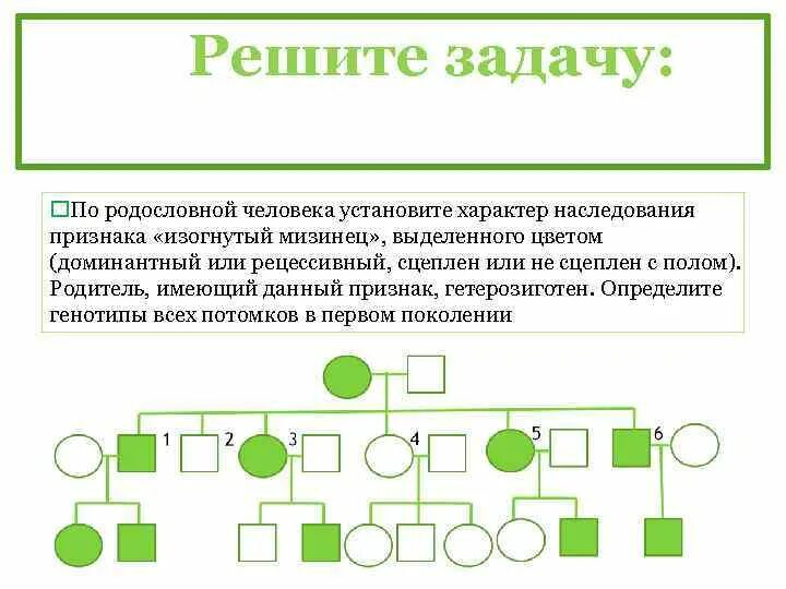 По какому признаку родственника. Генеалогический метод сцепленное с полом наследование. Решение задач по генетике х- сцепленный рецессивный Тип наследования. Генетика задачи родословная. Задачи по генетике родословные сцепленное с полом наследование.