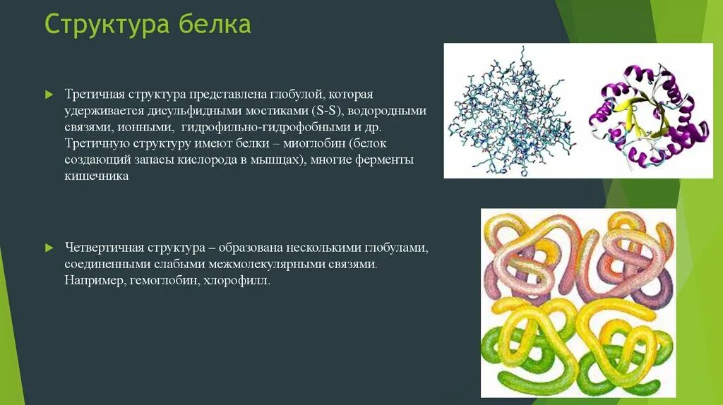 Белок третичная структура. Третичная структура белка строение. Третичная структура белковой молекулы. Третичная структура белка представляет собой глобулу. Третичная и четвертичная структура белка.