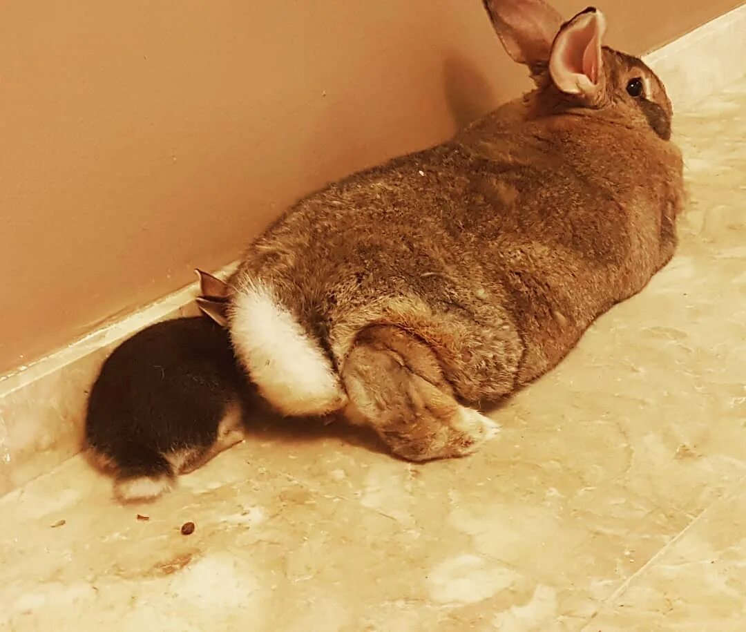 Беременна ли крольчиха. Беременность крольчихи декоративной. Кролики любятся. Декоративная крольчиха беременна.