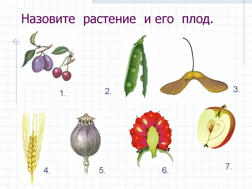 Установите соответствие между растением и его плодом