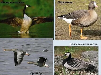 Разновидность диких гусей фото с названиями