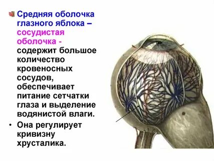 Пигмент сосудистой оболочки глаза