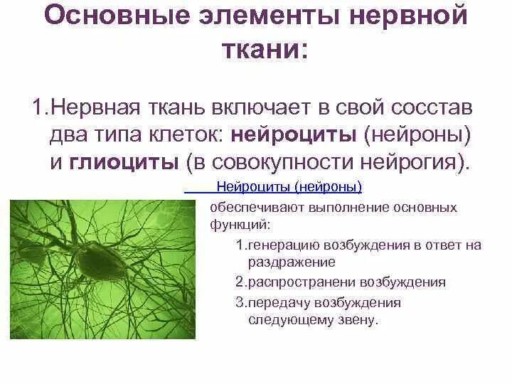 Нейроциты и глиоциты. Глиоциты функции. Основные элементы нервной ткани. Два типа нервной ткани.