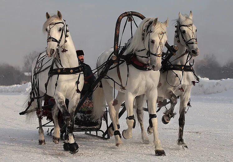 Романсах ямщики. Ямщицкая тройка. Русская тройка ямщик. Конная упряжка тройка. Конная упряжь тройки.