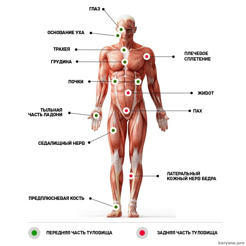 Названия точек человека. Слабые точки человека на теле. Болевые точки и уязвимые места на теле человека. Болевые точки на теле человека для нажатия. Болевые точки человека схема.