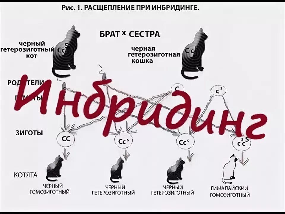 Инбридинг у собак. Инбридинг собак положительный. Расщепление при инбридинге. Инбридинг у кошек.