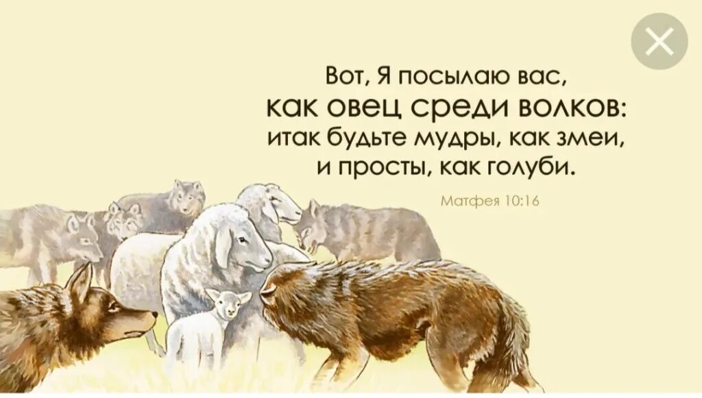 Будьте как змеи и голуби. Вот я посылаю вас как овец среди Волков. Овца среди Волков. Будьте мудры как змеи и просты как голуби. Будьте мудры как змеи.