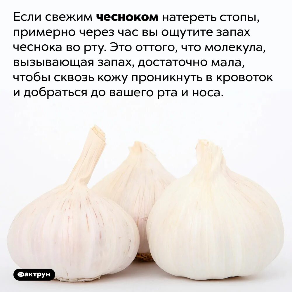 Запах чеснока во рту. Интересные факты о чесноке. Запах чеснока. Растертый чеснок. Воняет чесноком.