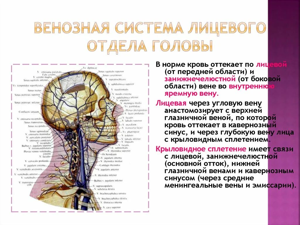 От мозга кровь оттекает