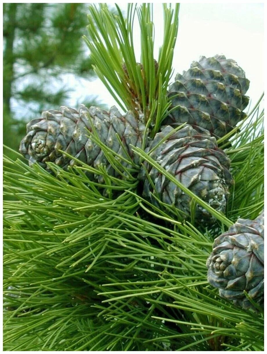 сибирские кедры отзывы. сосной сибирской (pinus sibirica). сибирские кедры отзывы. кедр сибирский pinus sibirica. сибирские кедры отзывы.