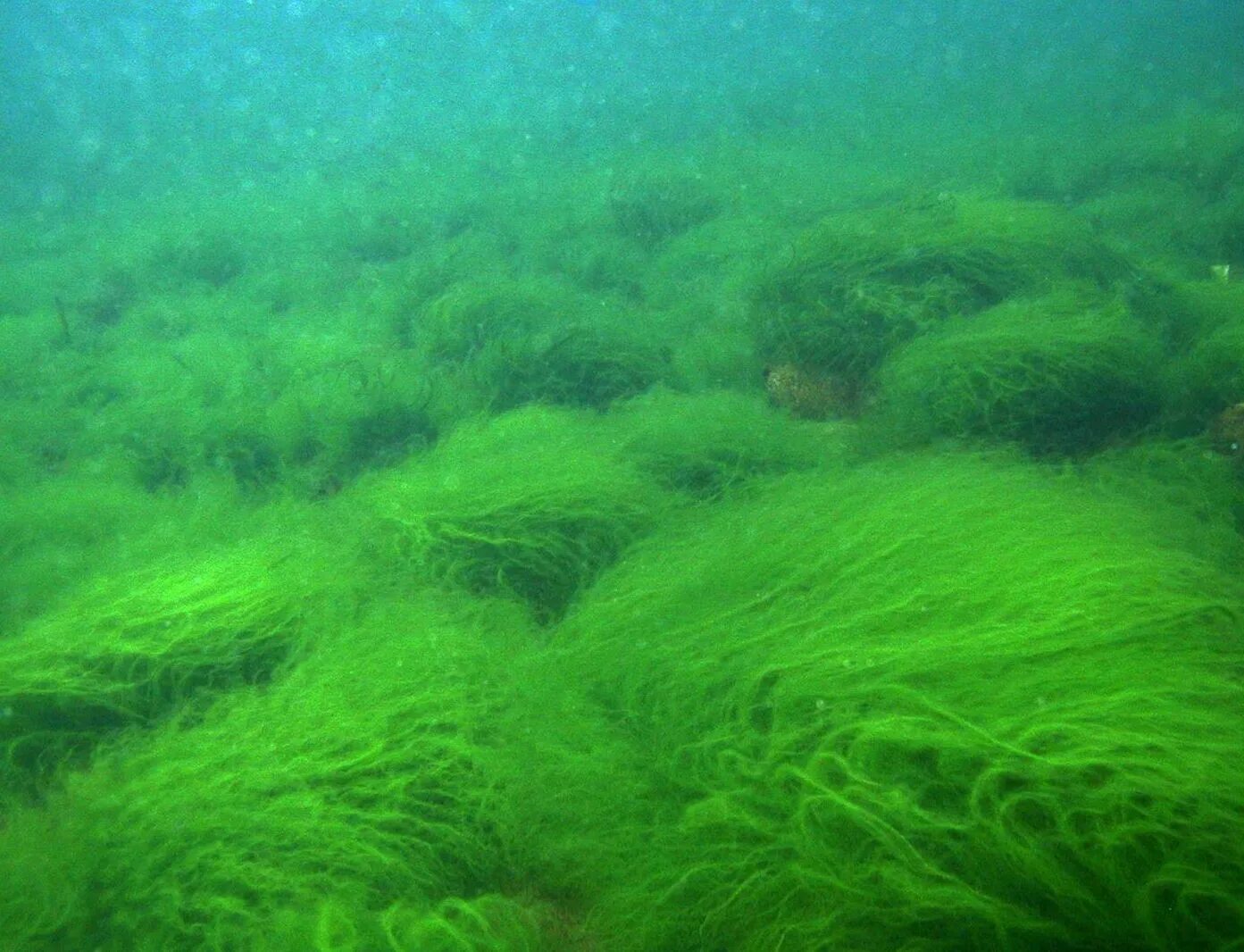 Придонные водоросли. Spirogyra водоросль. Зеленые водоросли спирогира. Зелёная нитчатая водоросль Байкал. Байкал водоросли спирогиры.