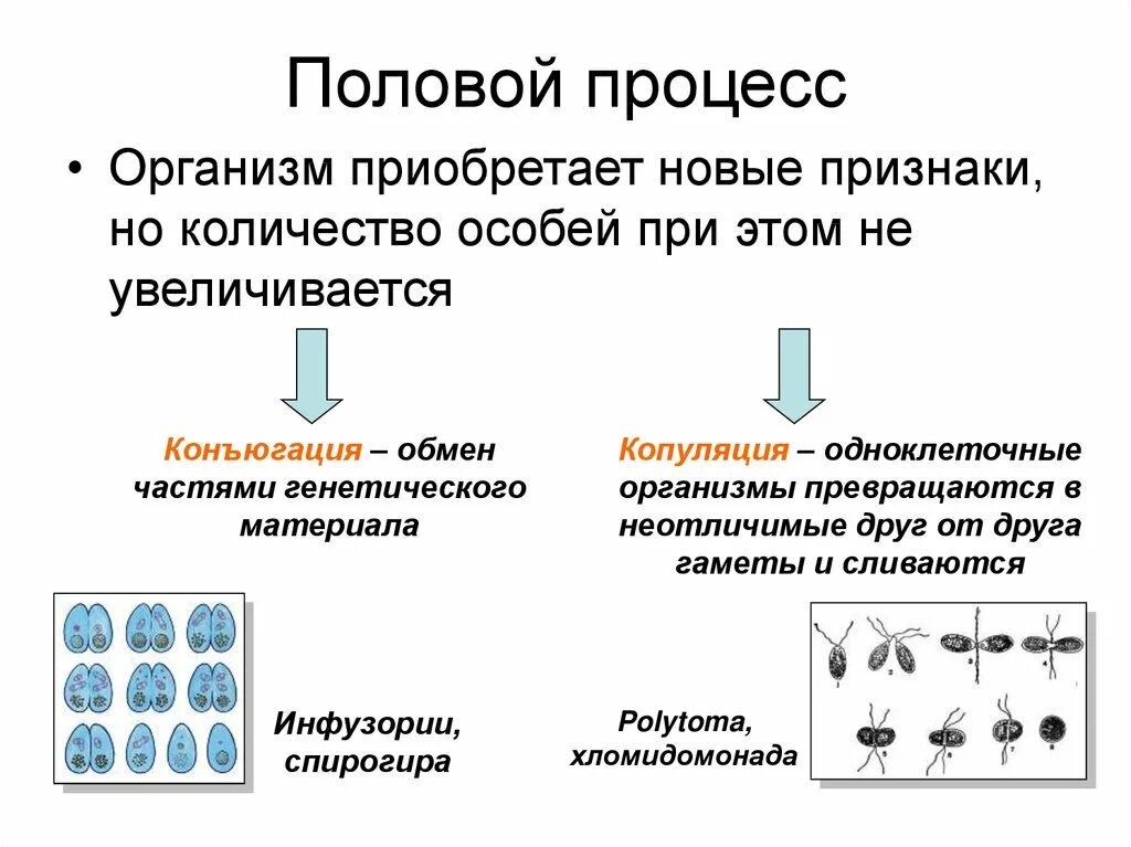 Процесс увеличения количества особей