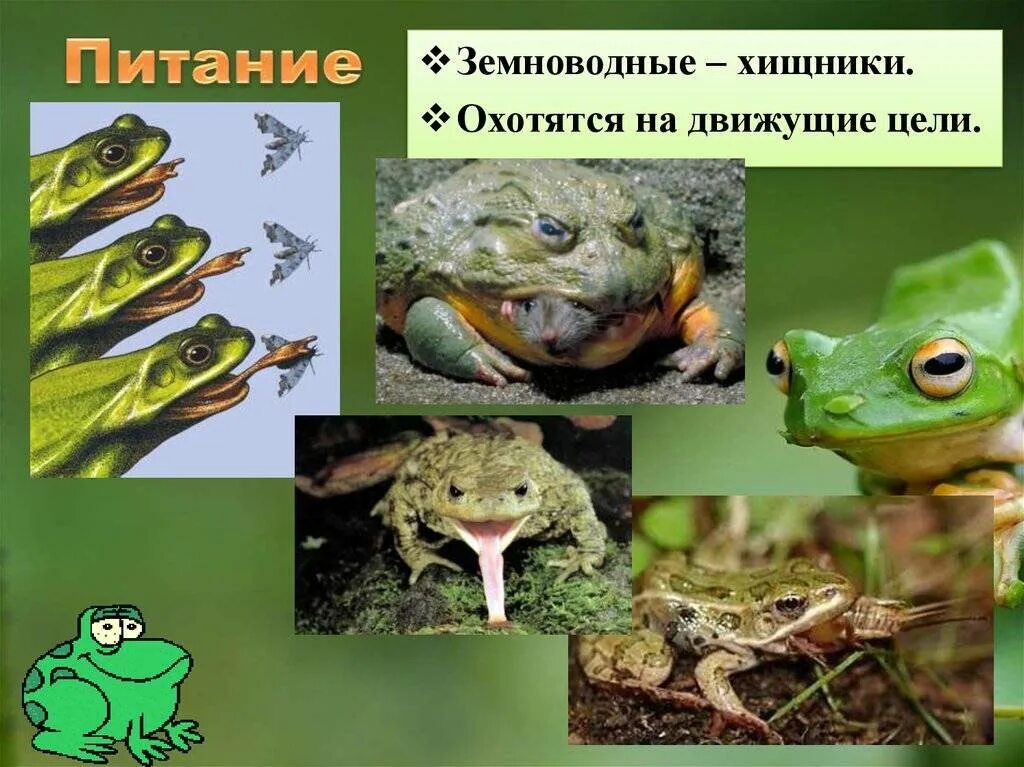 Чем питаются земноводные животные. Питание земноводных. земноводные питаются. пища амфибий. по типу питания земноводные ....