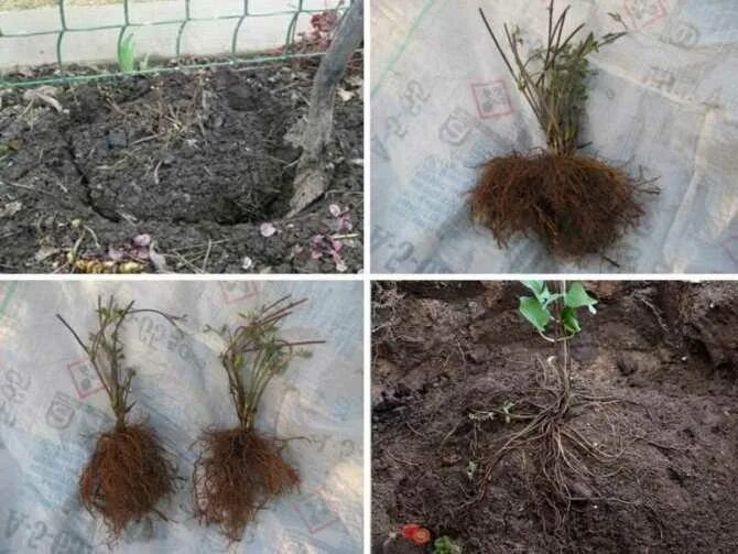 Чем подкормить клематисы после зимы