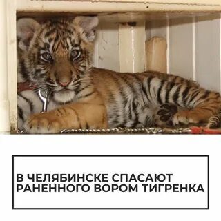 Какой аппетитный тигренок 18 глава