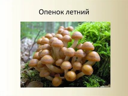 Как распознать опята